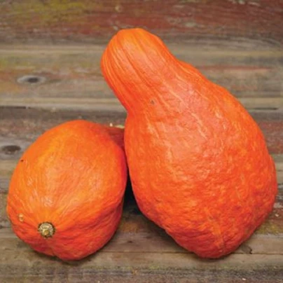 Tykev Boston Marrow - Cucurbita maxima - semena - 8 ks