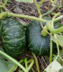 Tykev velkoplodá Buttercup Burgess - Cucurbita maxima - semena - 5 ks