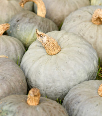 Tykev Blue Kuri - Cucurbita maxima - semena - 5 ks