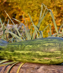 Tykev Lunga di Napoli - Cucurbita moschata - semena - 5 ks