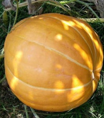 Tykev Australian Butter - Cucurbita maxima - semena - 5 ks