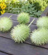 Okrasná okurka - Cucumis hirsutus - semena - 6 ks