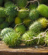 Okrasná okurka - Cucumis hirsutus - semena - 6 ks