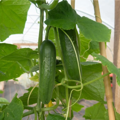 BIO Okurka salátová Sonja - Cucumis sativus - bio semena - 5 ks