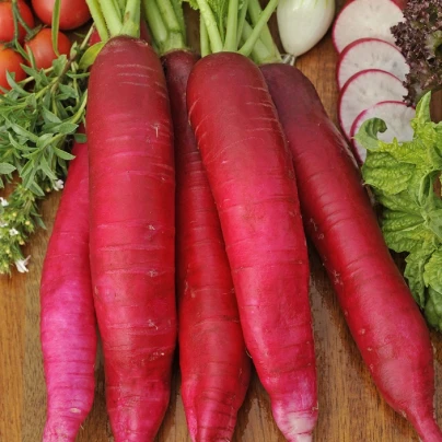 Ředkev Ostergruss Rosa 2 - Raphanus sativus - semena - 80 ks