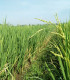 Rýže setá - Oryza sativa - semena - 12 ks