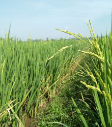 Semena rýže – Rýže setá – Oryza sativa