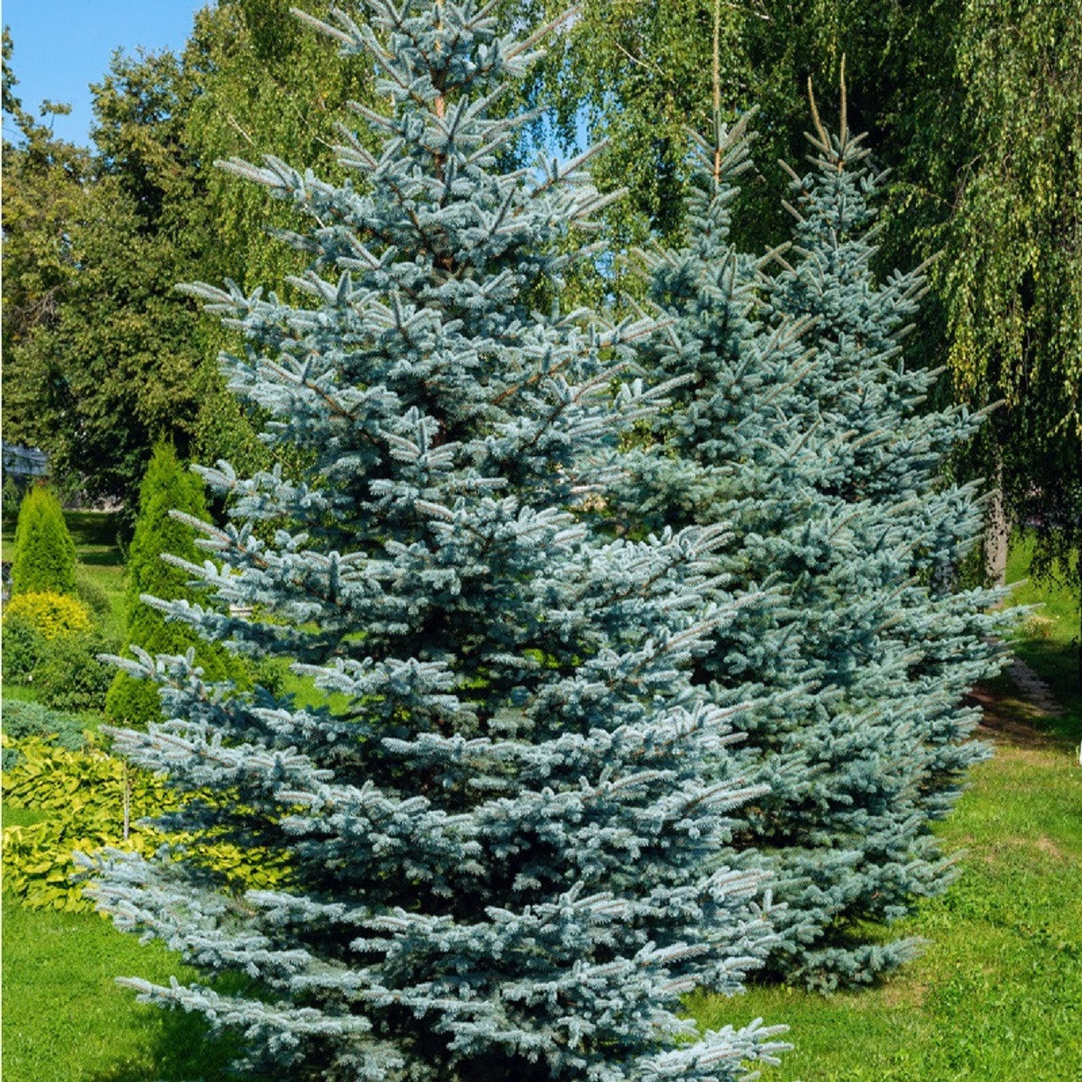Smrk štětinatý - Picea asperata - semena - 8 ks
