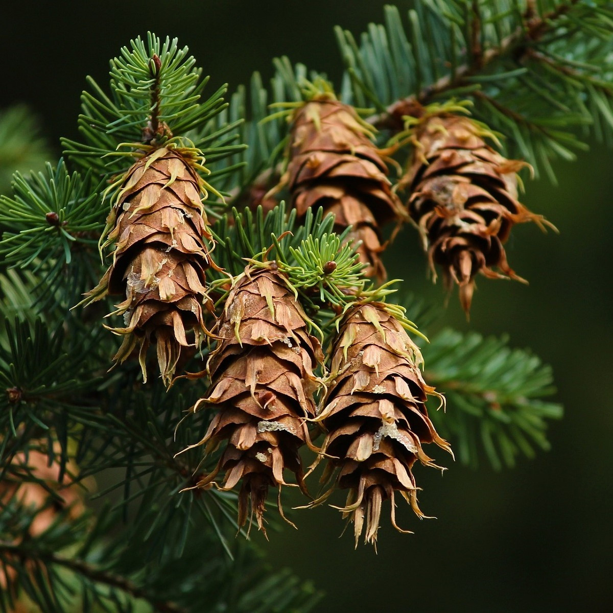 Douglaska tisolistá - Pseudotsuga menziesii - semena - 8 ks