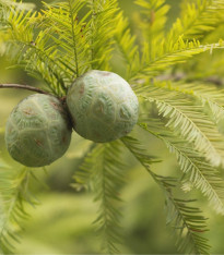 Tisovec dvouřadý - Taxodium distichum - semena - 5 ks