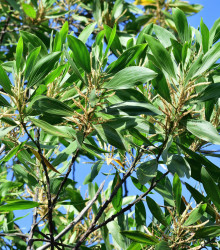Semena akácie – Akácie mangium – Acacia mangium