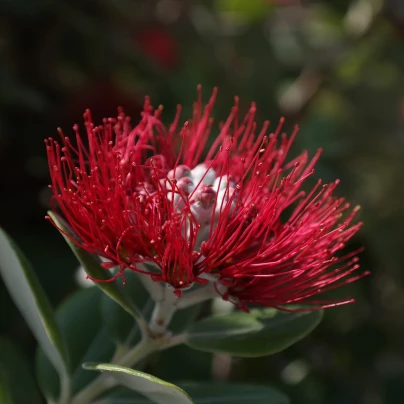 Železnec - Metrosideros excelsa - semena - 7 ks