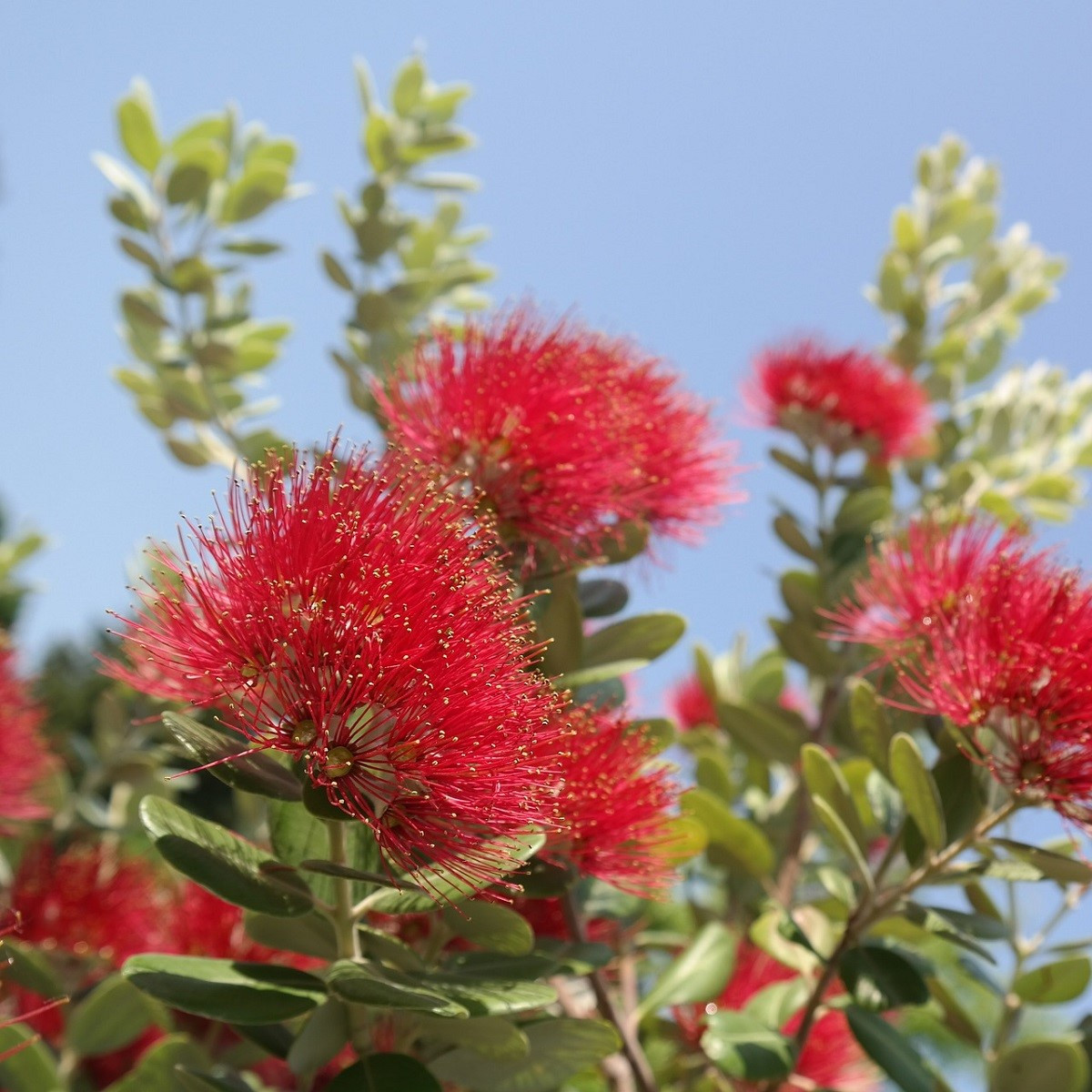 Železnec - Metrosideros excelsa - semena - 7 ks