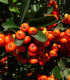 Hlohyně šarlatová - Pyracantha coccinea - semena - 5 ks