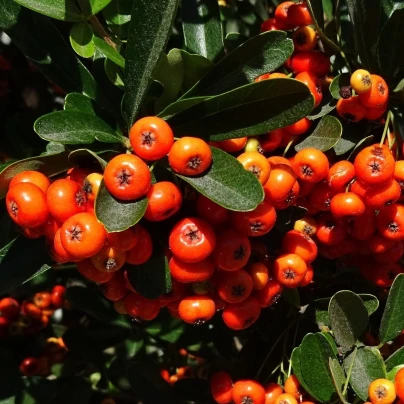 Hlohyně šarlatová - Pyracantha coccinea - semena - 5 ks