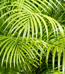 Semena palmy – Palma madagaskarská – Dypsis madagascariensis