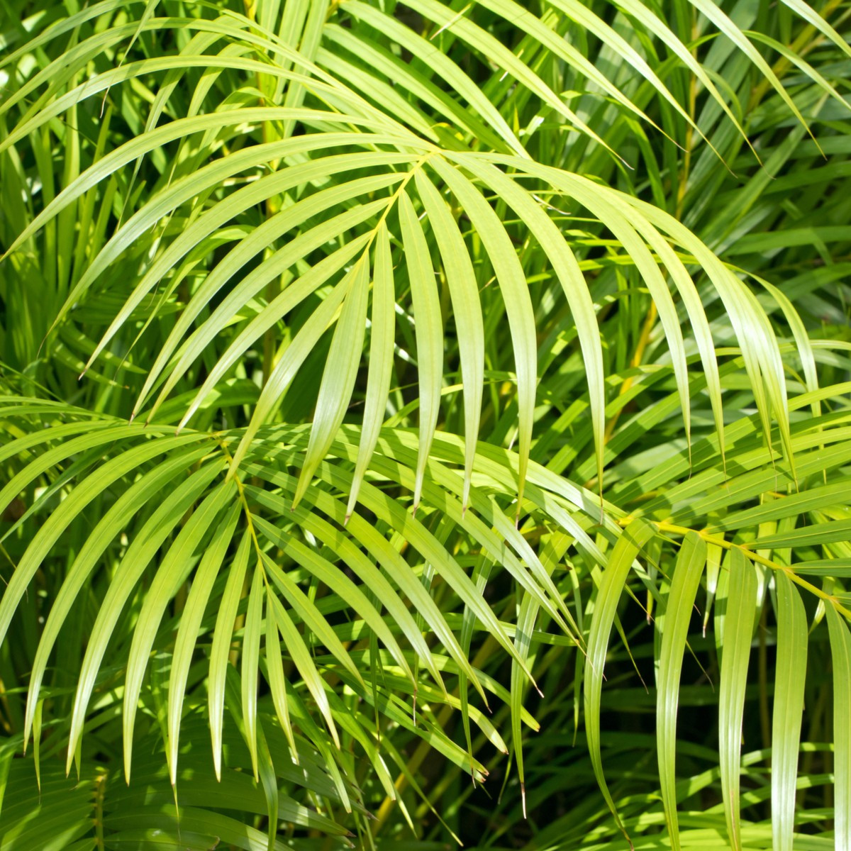 Palma madagaskarská - Dypsis madagascariensis - semena - 3 ks