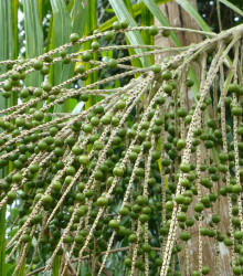 Palma Acai - Euterpe oleracea - semena - 2 ks