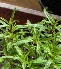 Saturejka zahradní - Satureja hortensis - semena - 300 ks