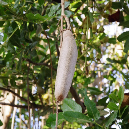 Semena kigélie – Salámový strom – Kigelia pinnata