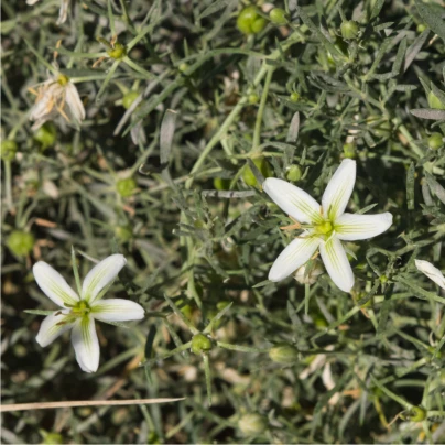 Routa stepní - Peganum harmala - semena - 30 ks