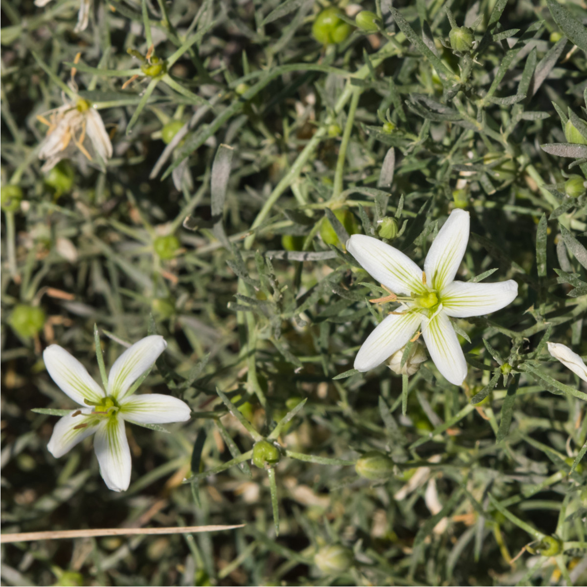 Routa stepní - Peganum harmala - semena - 30 ks