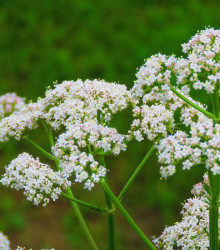 Semena anýzu – Anýz – Pimpinella anisum - aromatické koření