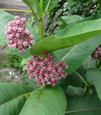 Klejicha hedvábná - Asclepias syriaca - semena - 20 ks