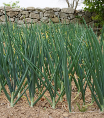 Cibule zimní - Česnek ošlejch - Allium fistulosum - semena - 120 ks
