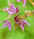 Ambroň západní - Liquidambar formosana - semena - 10 ks