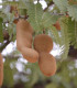 Semena tamarindu – Tamarind indický – Tamarindus indica