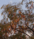 Tamarind indický - Tamarindus indica - semena - 5 ks