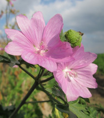 Sléz pižmový - Malva moschata - semena - 50 ks