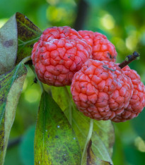 Kudranie - Maclura tricuspidata - semena - 5 ks