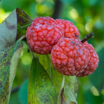 Kudranie - Maclura tricuspidata - semena - 5 ks