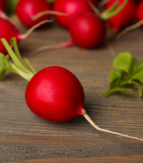 Ředkvička Sora - Raphanus sativus - semena - 100 ks