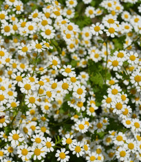 Řimbaba obecná Golden Feverfew - Chrysanthemum parthenium aureum - semena - 400 ks