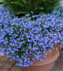 Lobelka drobná Kaiser - Lobelia erinus compacta - semena - 1000 ks