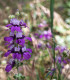 Kolinsie - Collinsia heterophylla - semena - 300 ks