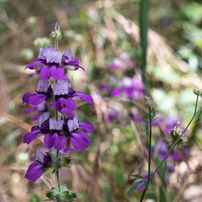 Kolinsie - Collinsia heterophylla - semena - 300 ks