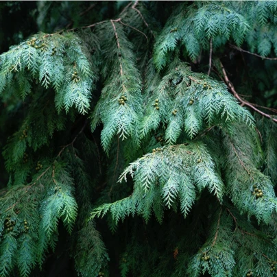Cypřiš portugalský - Cupressus lusitanica - semena - 7 ks