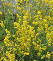 Svízel syřišťový - Galium verum - semena - 250 ks