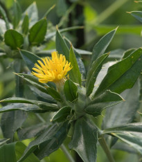 Benedikt lékařský - Cnicus benedictus - semena - 10 ks