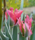 Tulipán Esperanto - Tulipa - cibuloviny - 3 ks