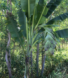Semena banánovníku – Banánovník sněžný – Ensete glaucum