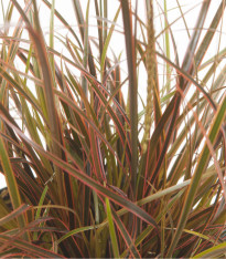 Okrasná tráva - Uncinia egmontiana - semena - 5 ks