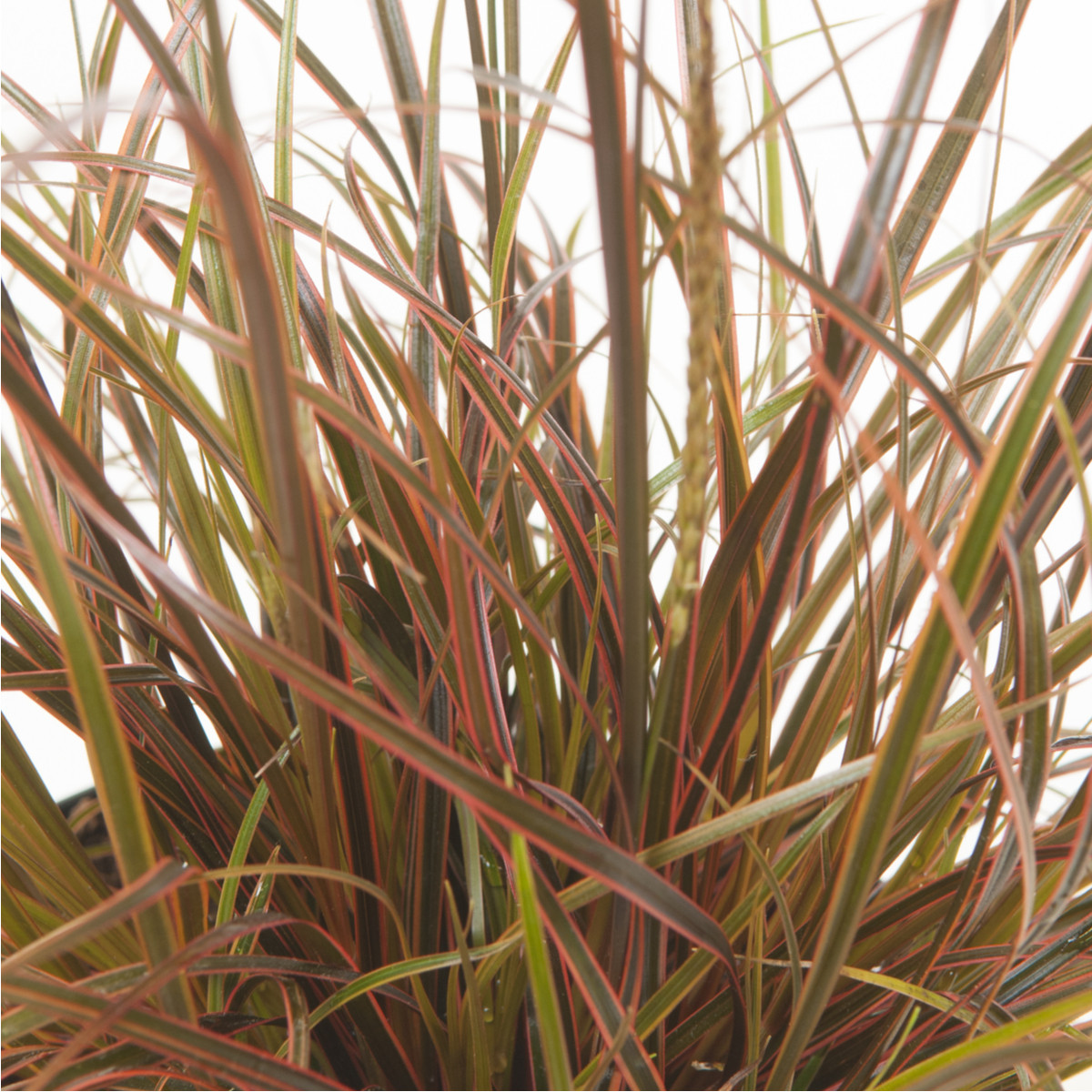 Semena okrasné trávy – Okrasná tráva – Uncinia egmontiana