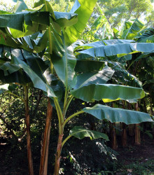 Semena banánovníku – Banánovník Sikkism – Musa sikkimensis