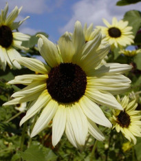 Slunečnice slabá směs barev - Helianthus debilis - semena - 15 ks