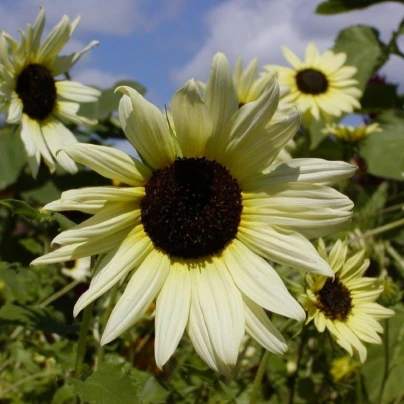 Slunečnice slabá směs barev - Helianthus debilis - semena - 15 ks